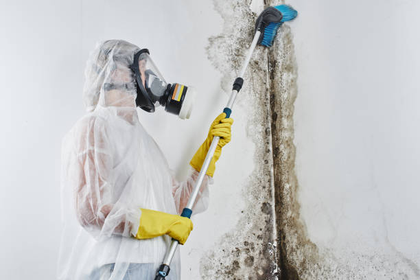 Best Post-Flood Mold Remediation in Pleasant View, UT