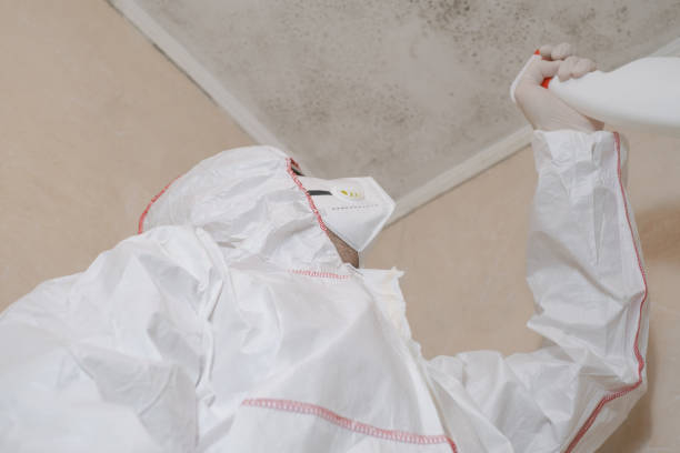 Best Commercial Mold Remediation in Pleasant View, UT