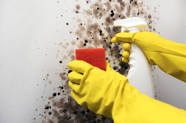 Best Residential Mold Remediation in Pleasant View, UT